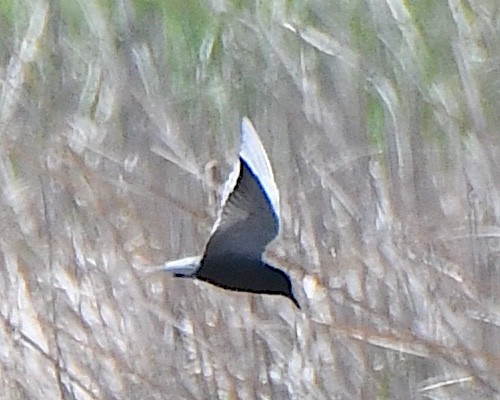 Black Tern - ML621802195