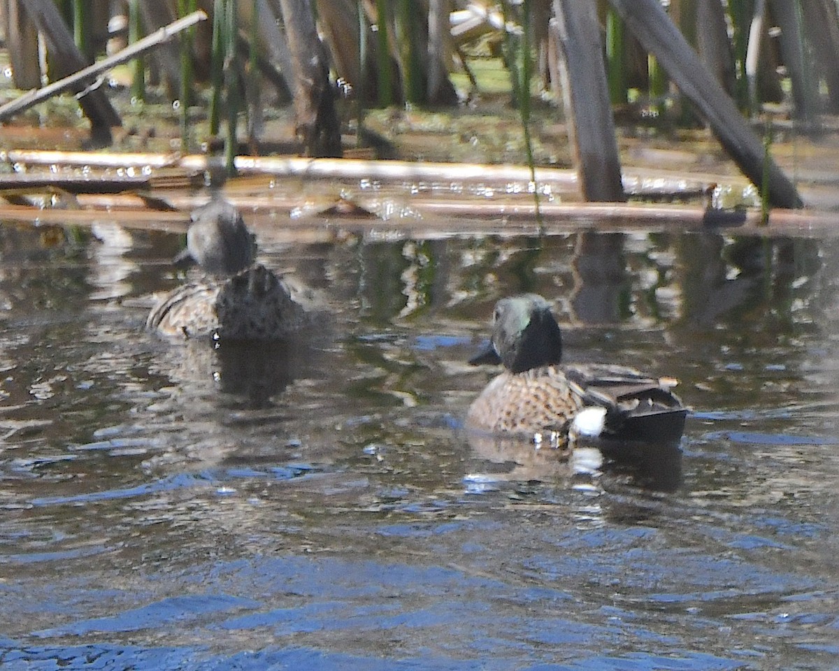 Blue-winged Teal - ML621802206