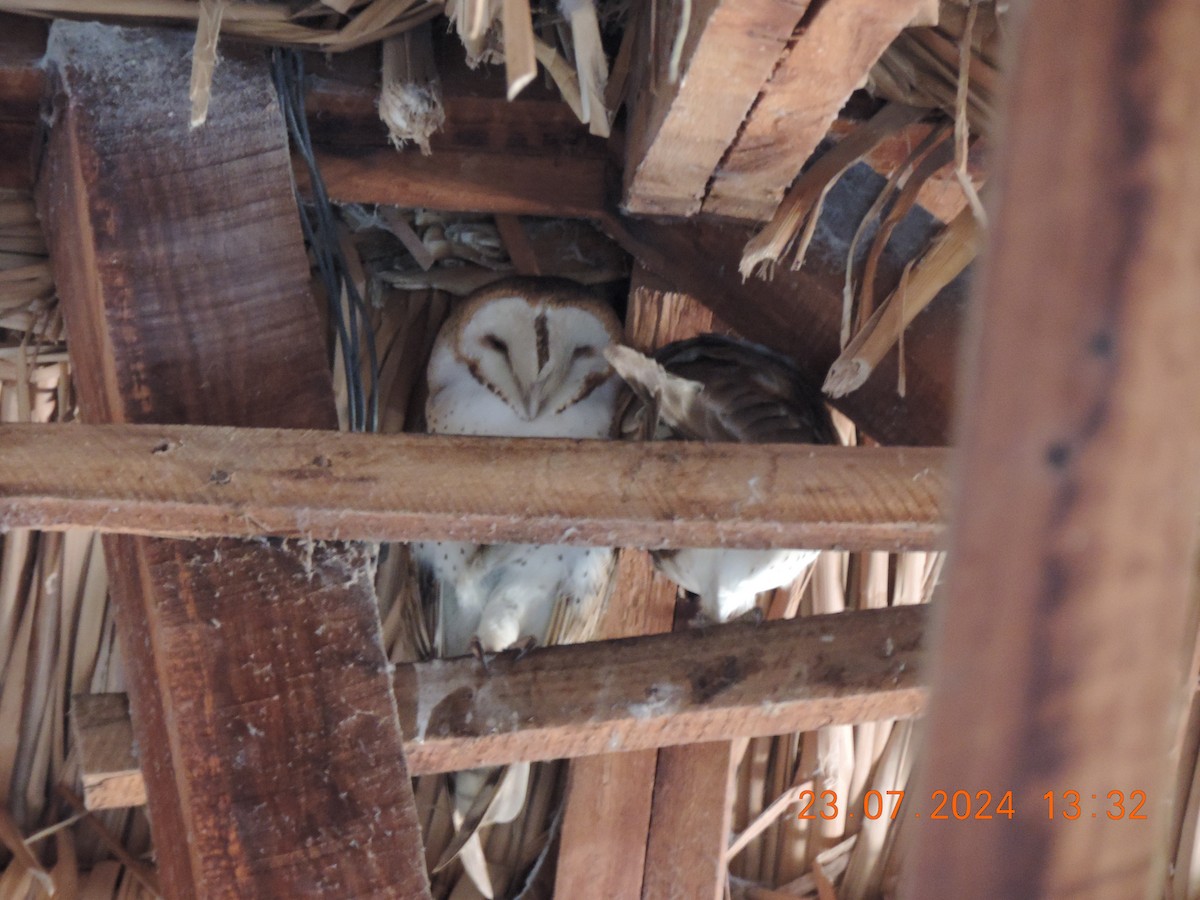 Barn Owl - ML621802207