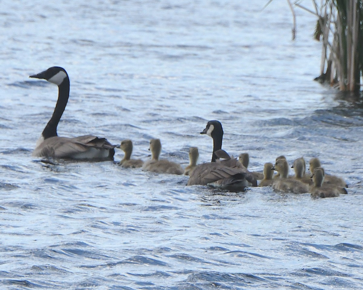 Canada Goose - ML621802216