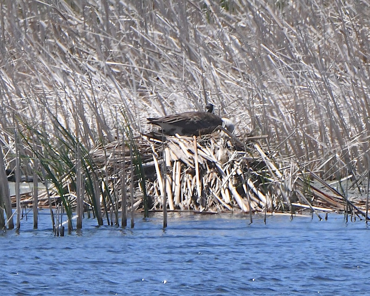 Canada Goose - Ted Wolff