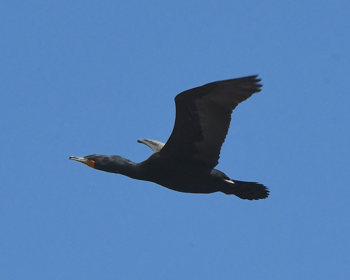 Double-crested Cormorant - ML621802232