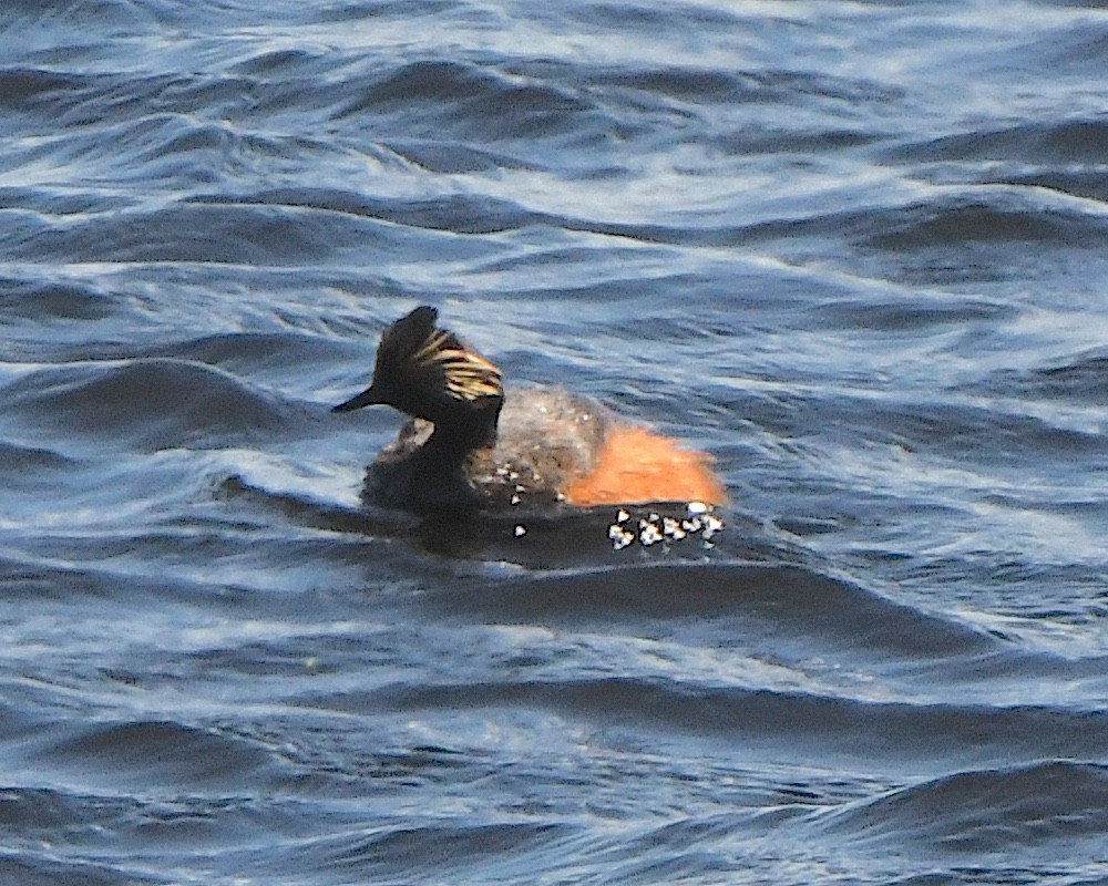 Eared Grebe - ML621802273