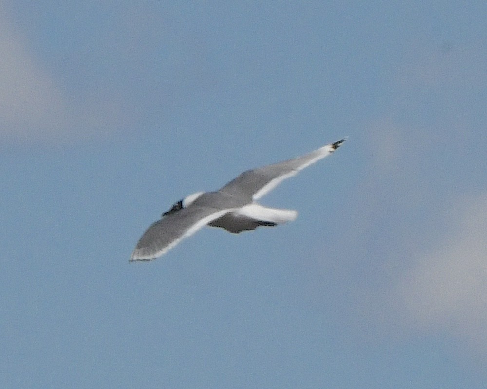 Franklin's Gull - ML621802285