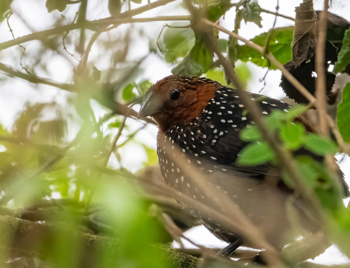 Ocellated Tapaculo - Mel Senac