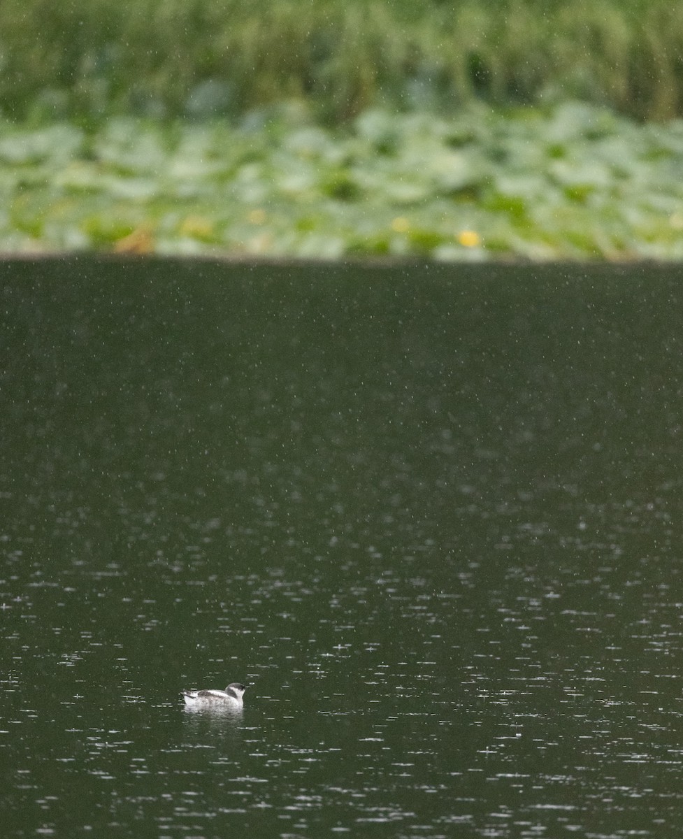 Marbled Murrelet - ML621802316