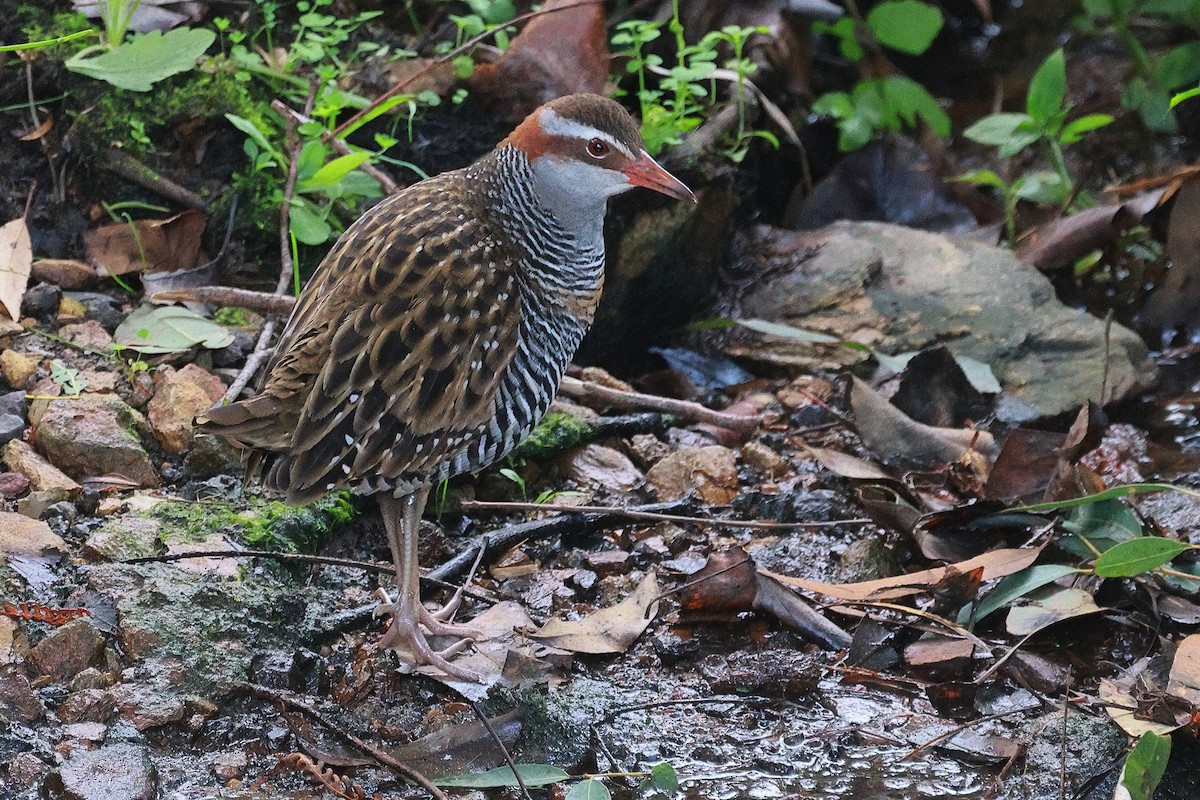 Buff-banded Rail - ML621802383