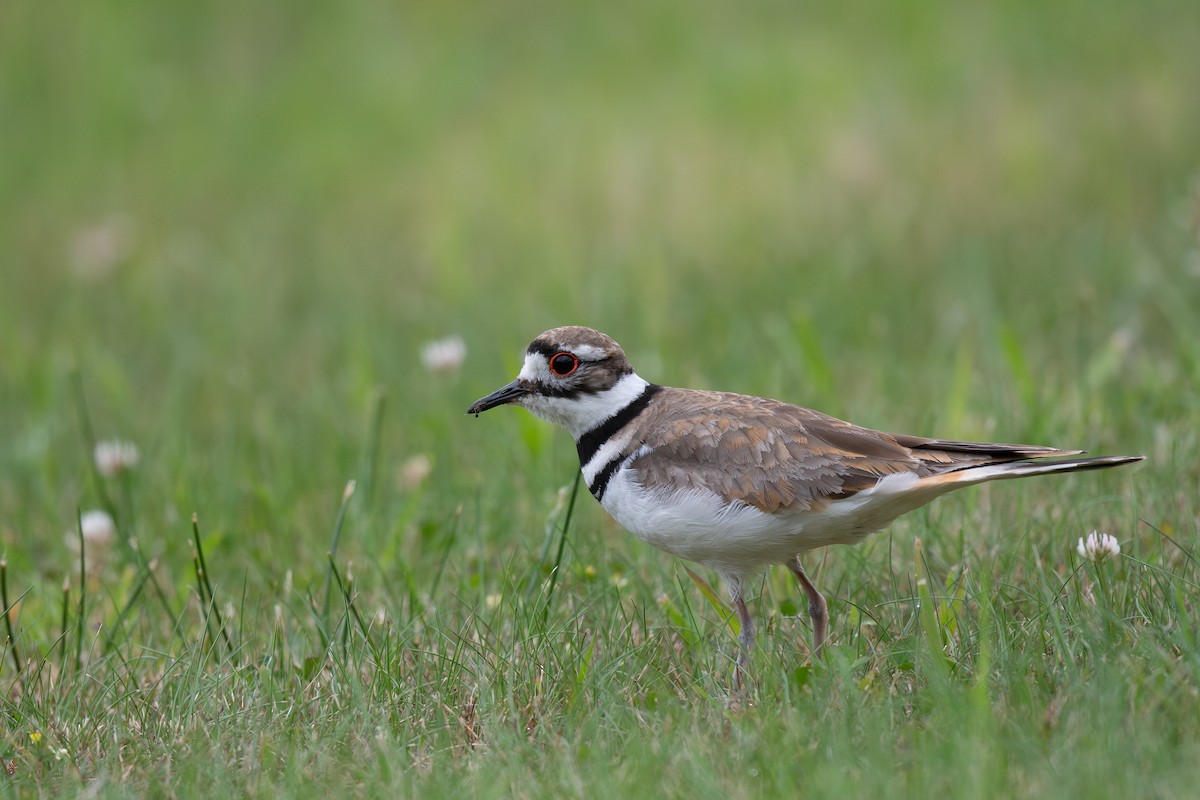 Killdeer - Steve Heinl