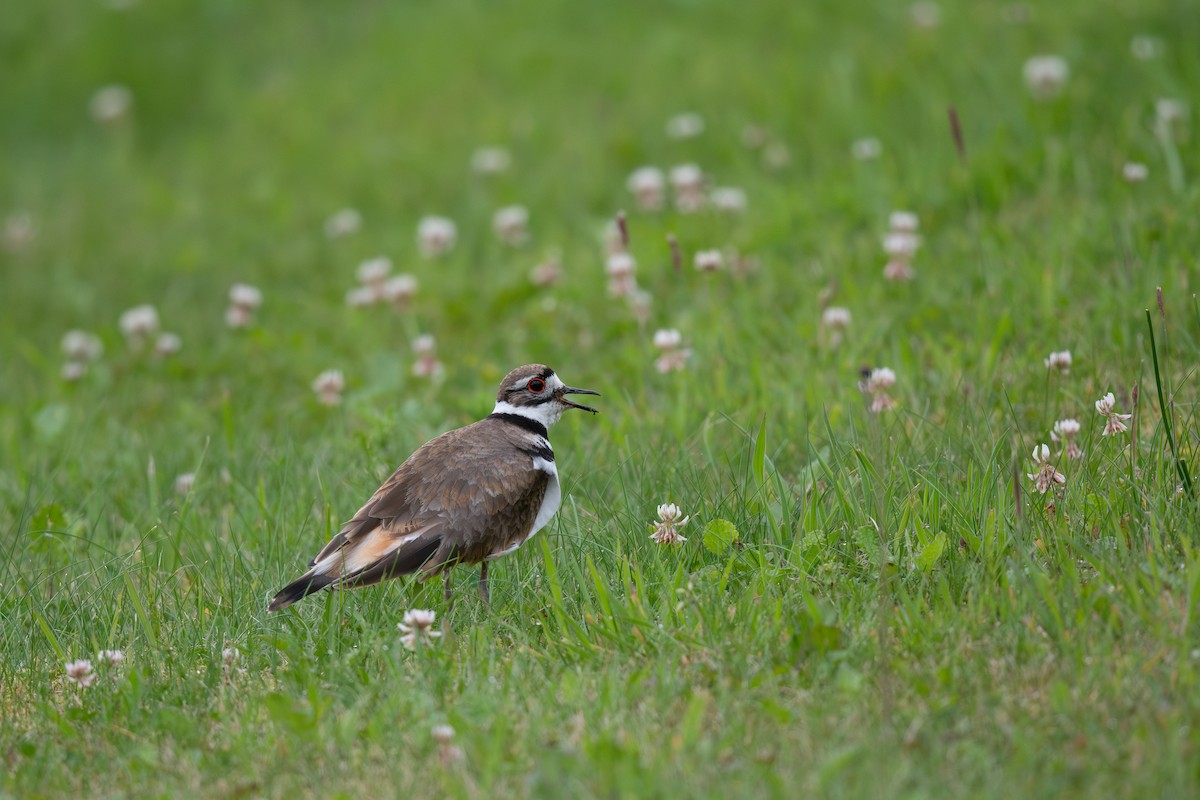 Killdeer - ML621802399