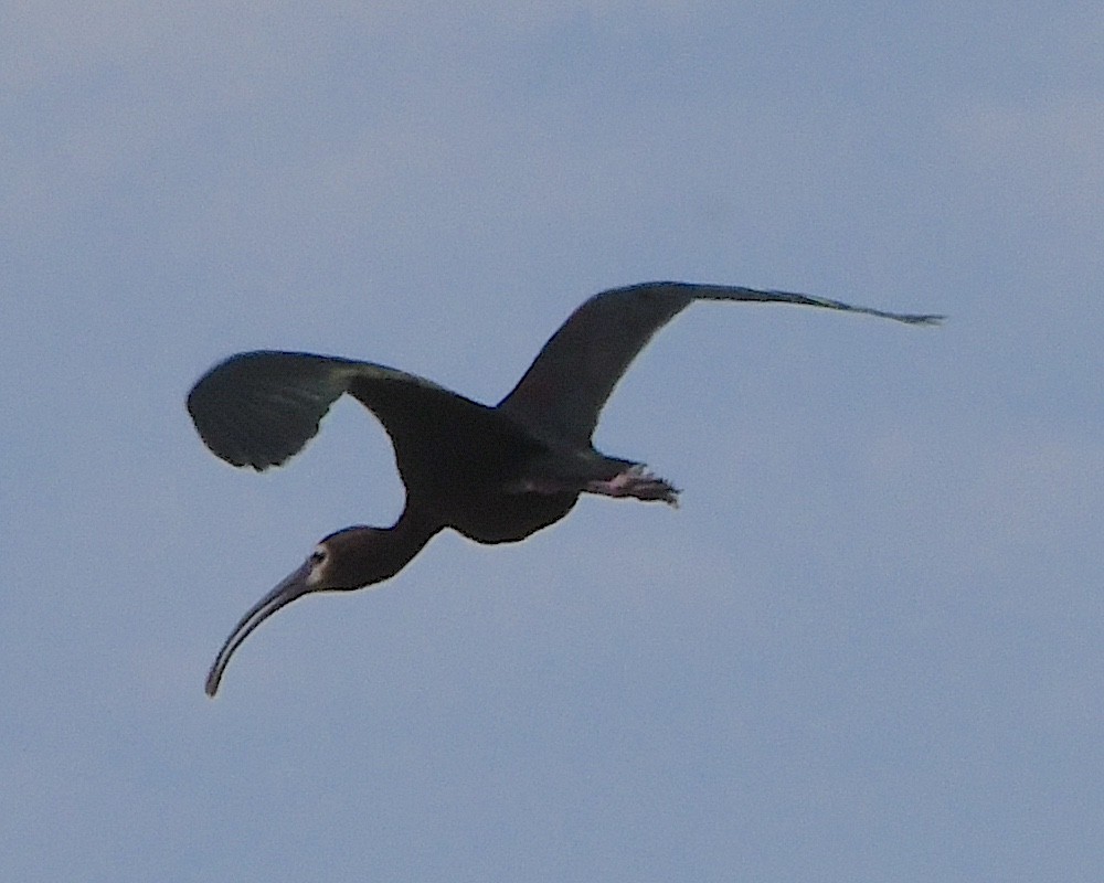 Ibis à face blanche - ML621802436