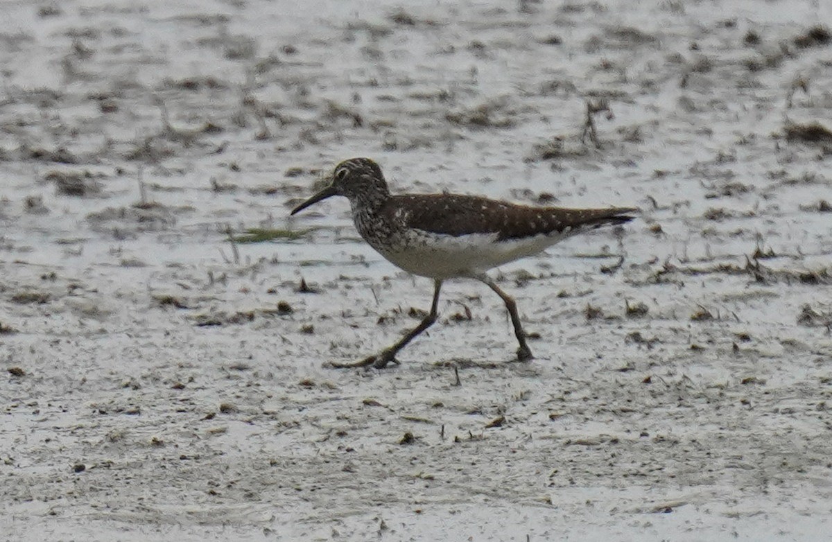 Solitary Sandpiper - ML621802442