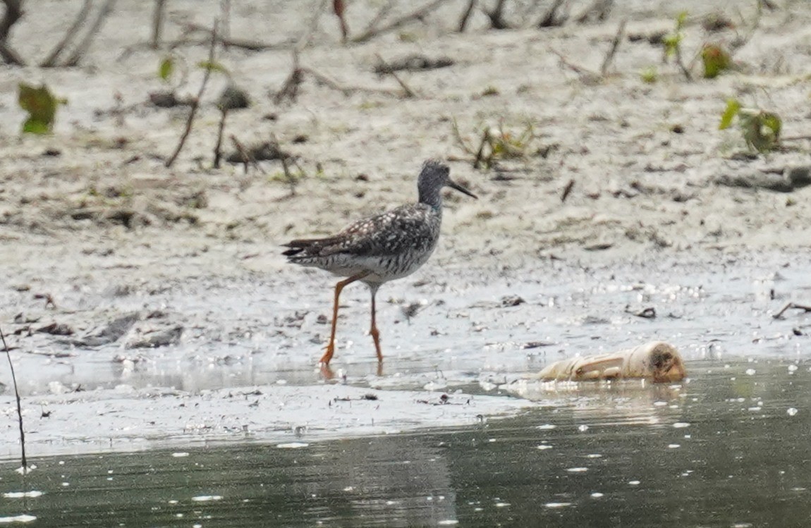 Greater Yellowlegs - ML621802471