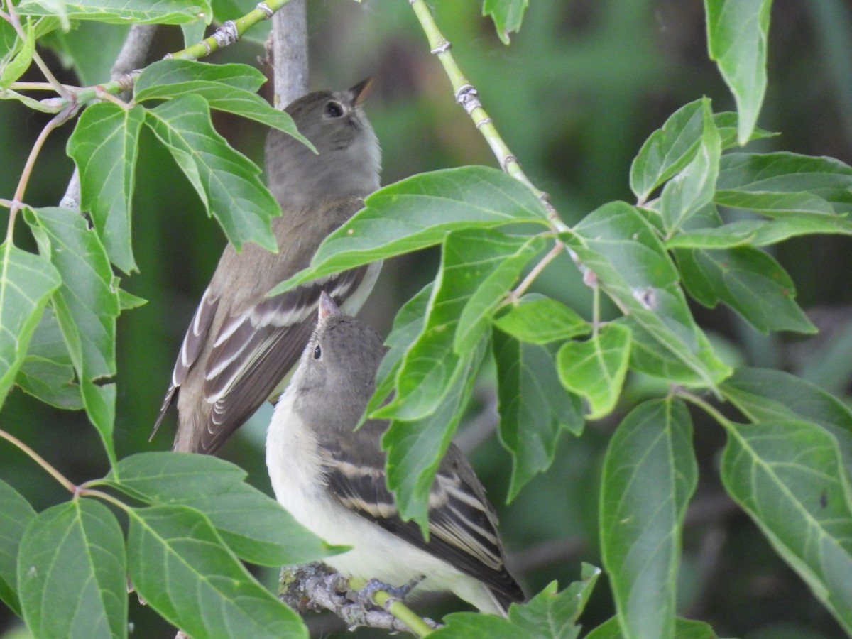 Willow Flycatcher - ML621802486