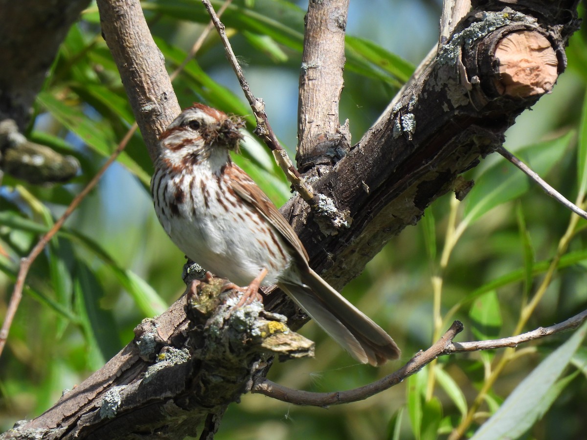 Song Sparrow - ML621802491