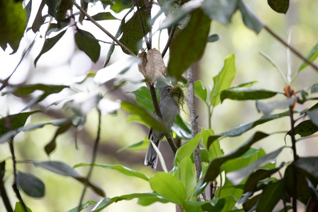 Brown-backed Solitaire - ML621802505