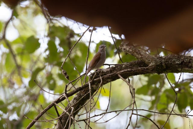 Brown-backed Solitaire - ML621802506