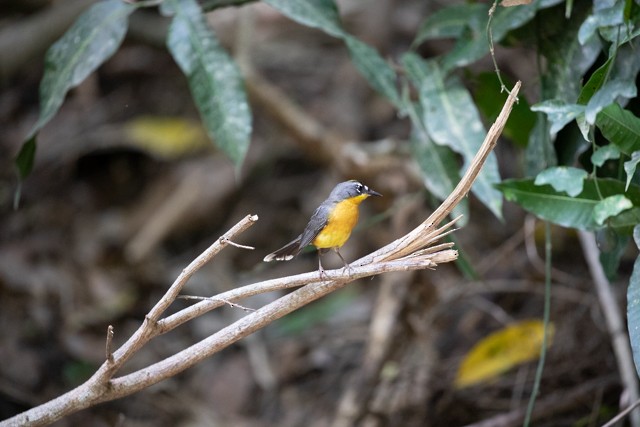 Fan-tailed Warbler - ML621802513