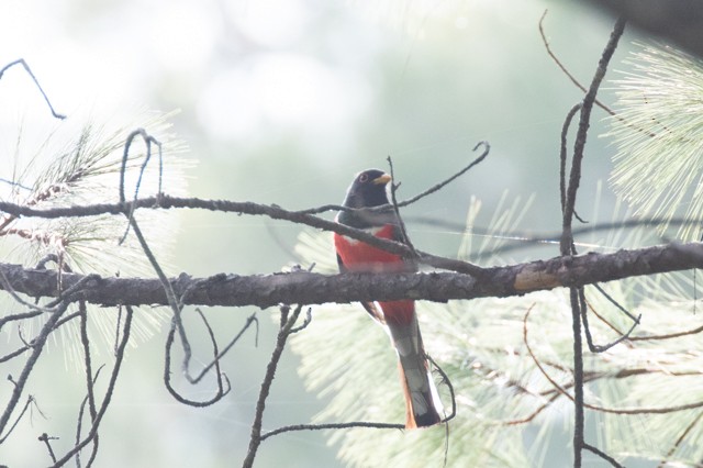 Elegant Trogon (Coppery-tailed) - ML621802517