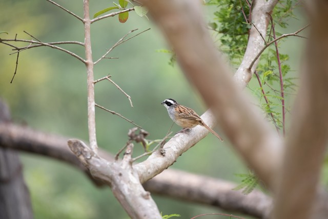 Stripe-headed Sparrow - ML621802548