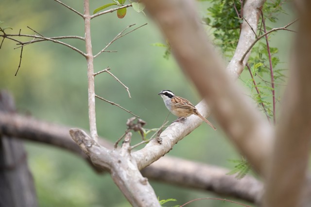 Stripe-headed Sparrow - ML621802549