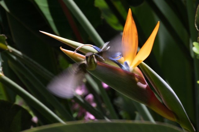 Mexican Hermit (Jalisco) - ML621802561