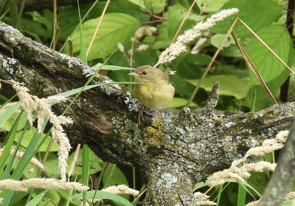 Common Yellowthroat - ML621802635
