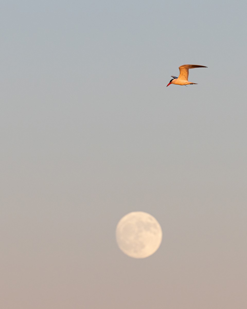 Caspian Tern - Gaurav Manglik