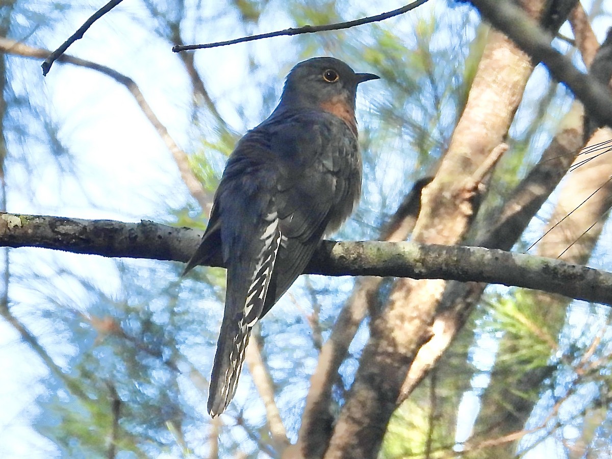 Fan-tailed Cuckoo - ML621802668