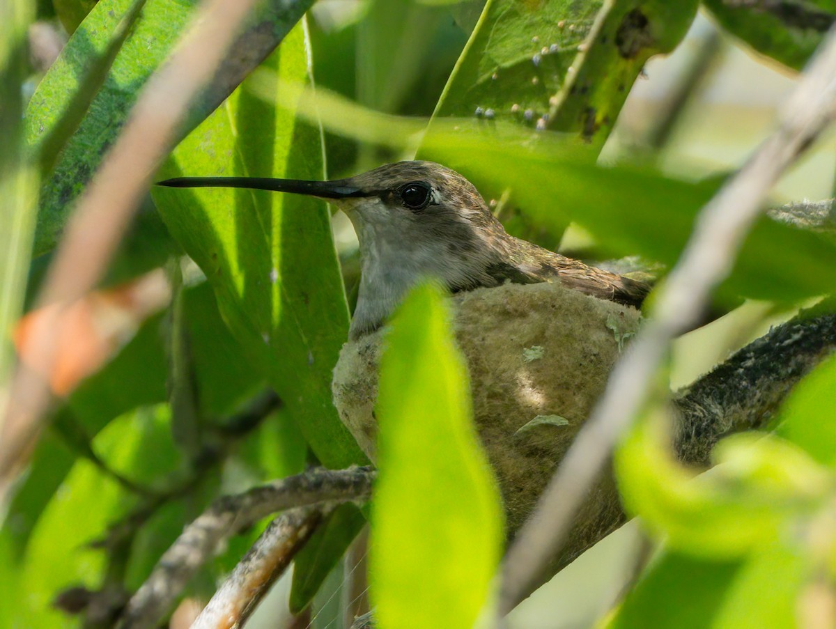 Black-chinned Hummingbird - ML621802684