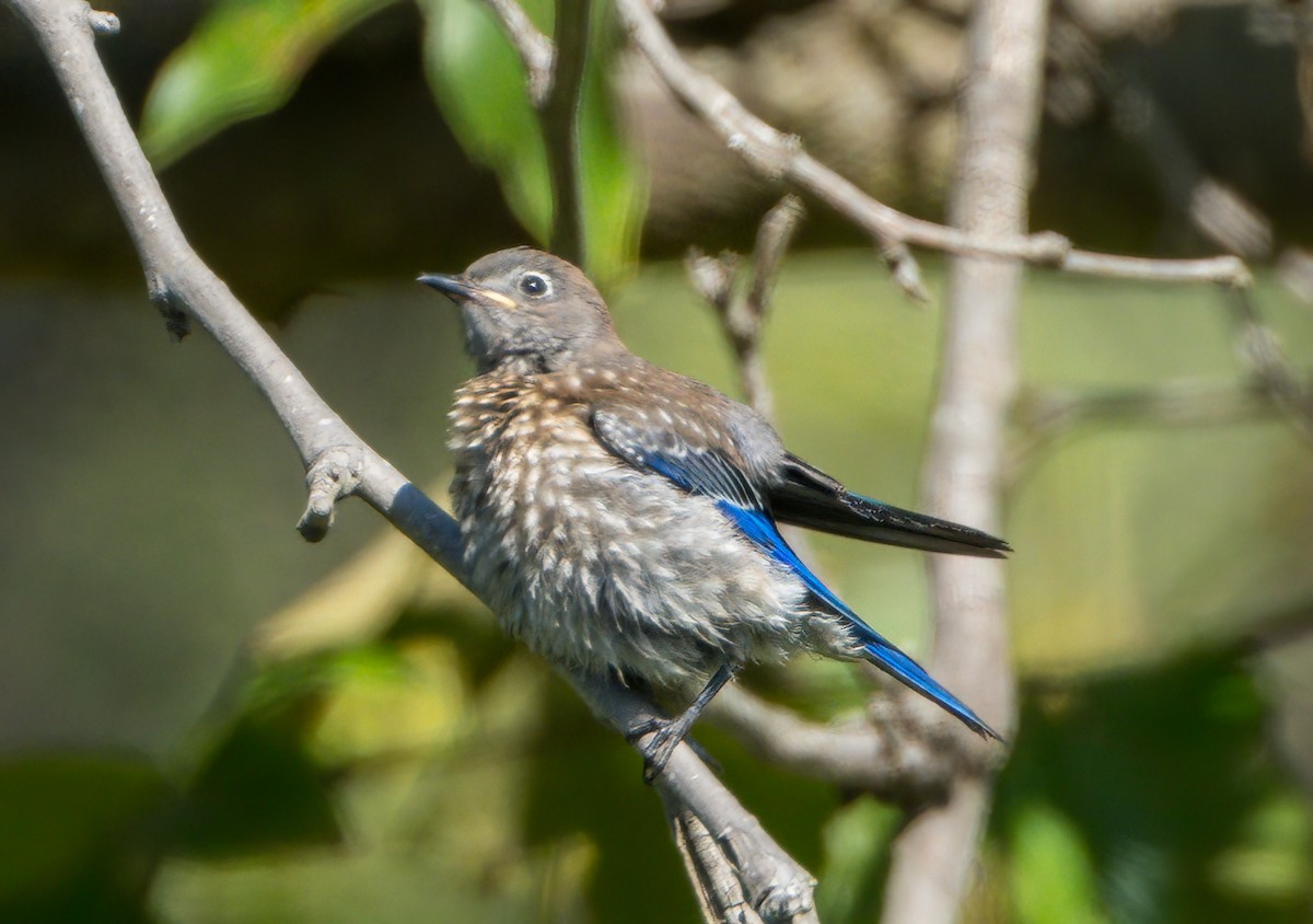 Western Bluebird - ML621802688