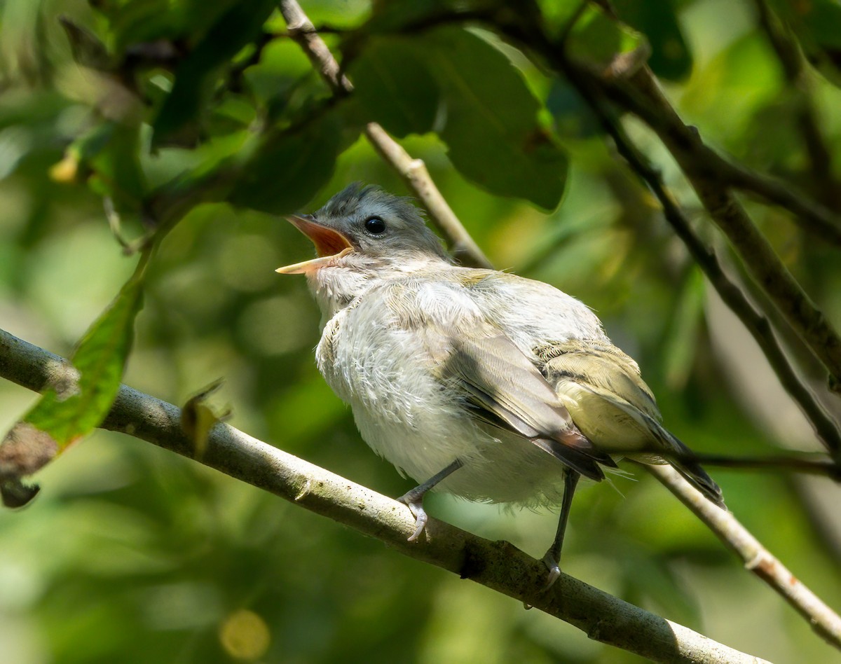 Warbling Vireo - ML621802689