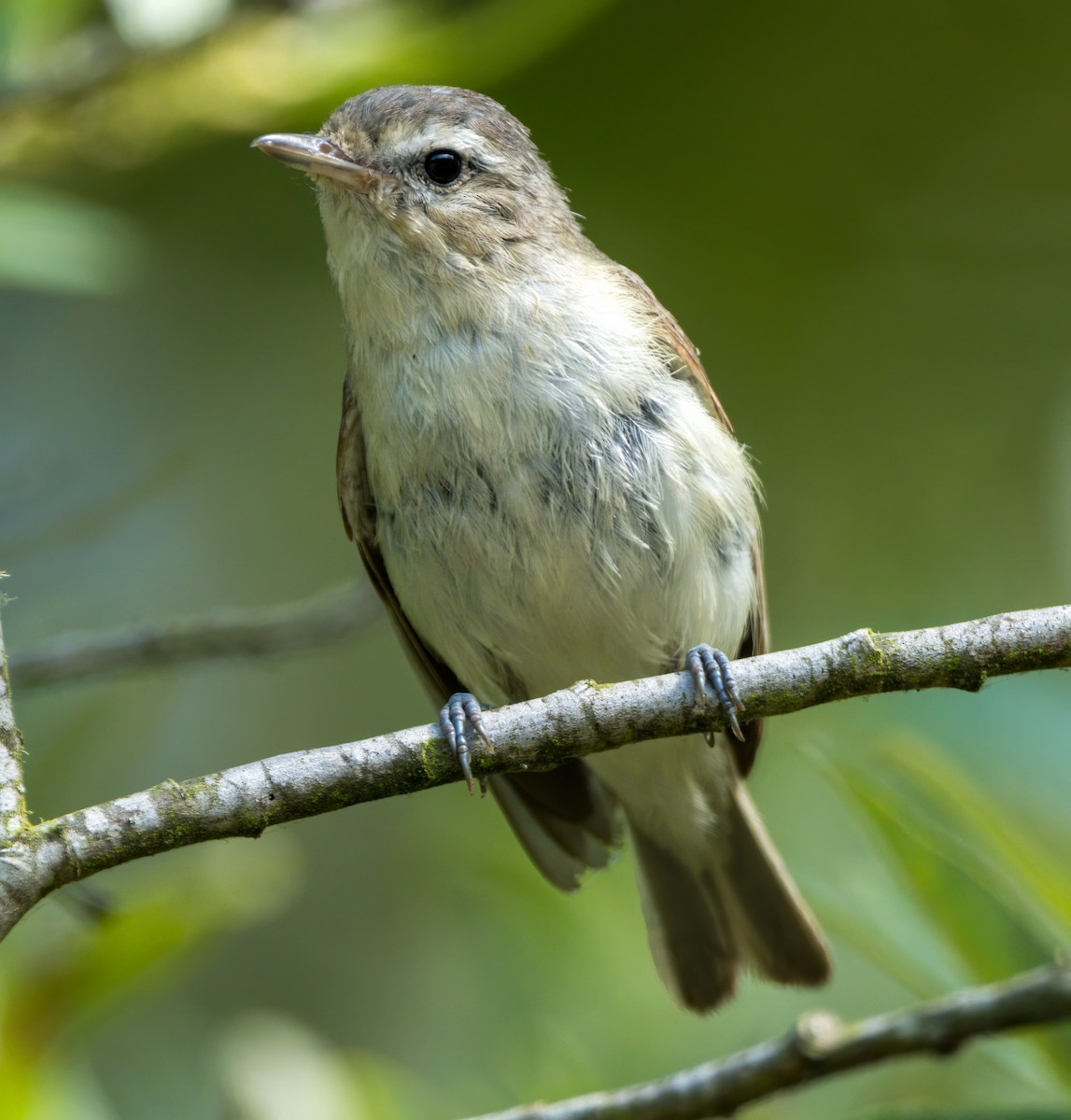 Warbling Vireo - ML621802690