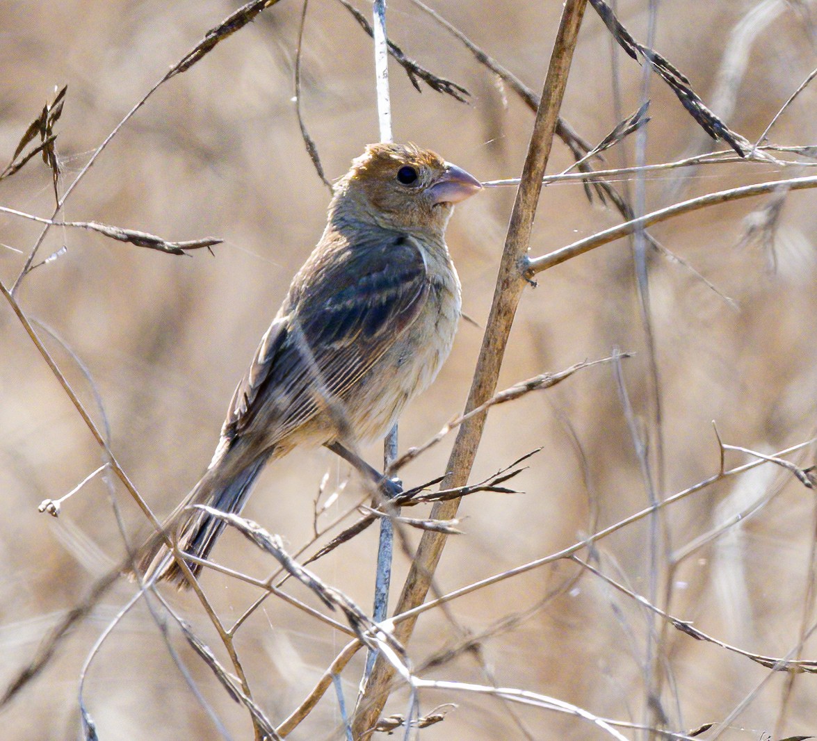 Blue Grosbeak - ML621802703