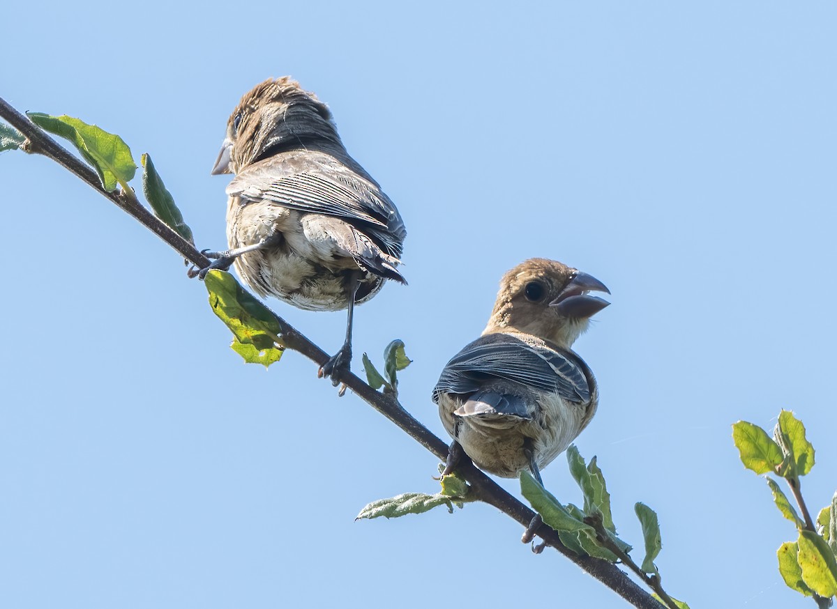 Blue Grosbeak - ML621802704