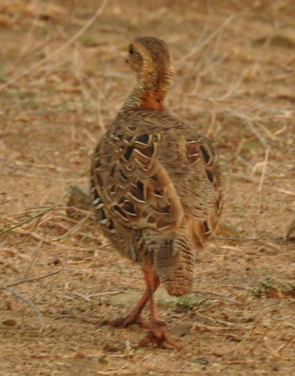 Black Francolin - ML621802773