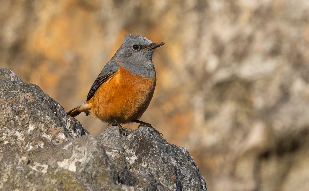 Sentinel Rock-Thrush - ML621803036