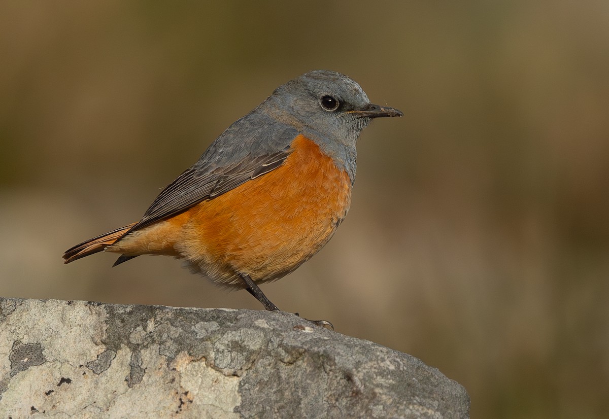 Sentinel Rock-Thrush - ML621803037