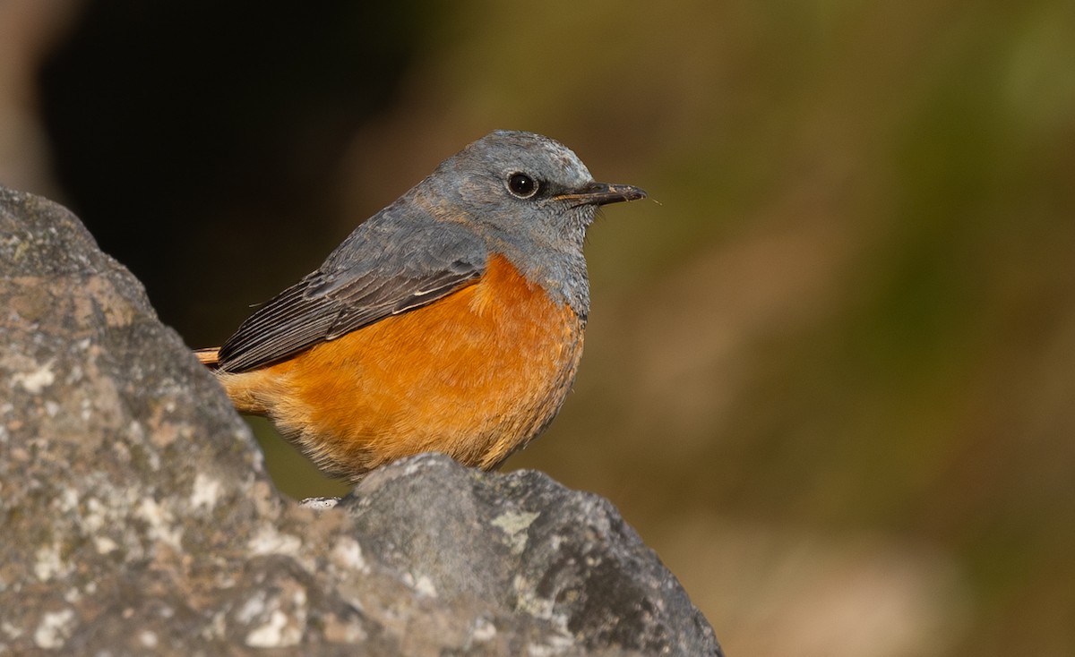 Sentinel Rock-Thrush - ML621803038