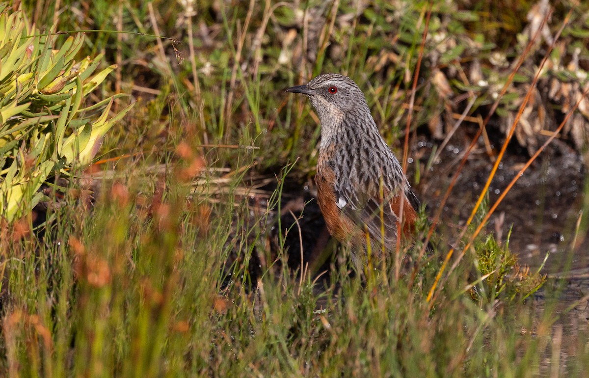 Cape Rockjumper - ML621803039