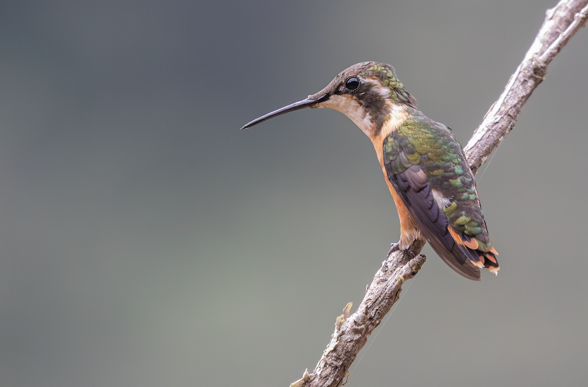 White-bellied Woodstar - ML621803044