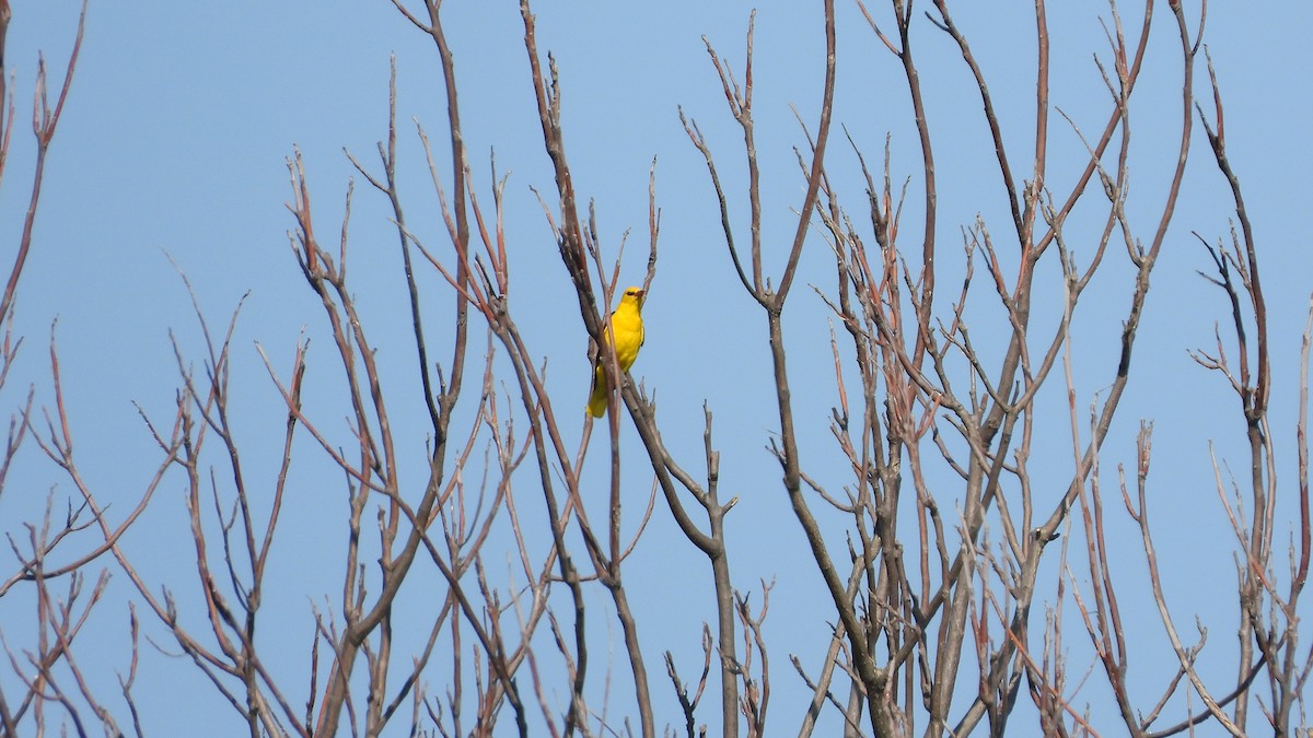 Eurasian Golden Oriole - ML621803089