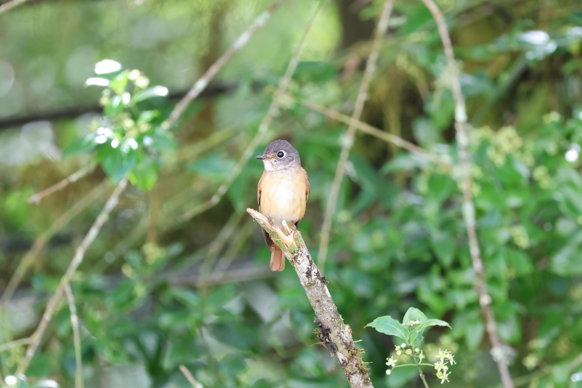 Ferruginous Flycatcher - ML621803109