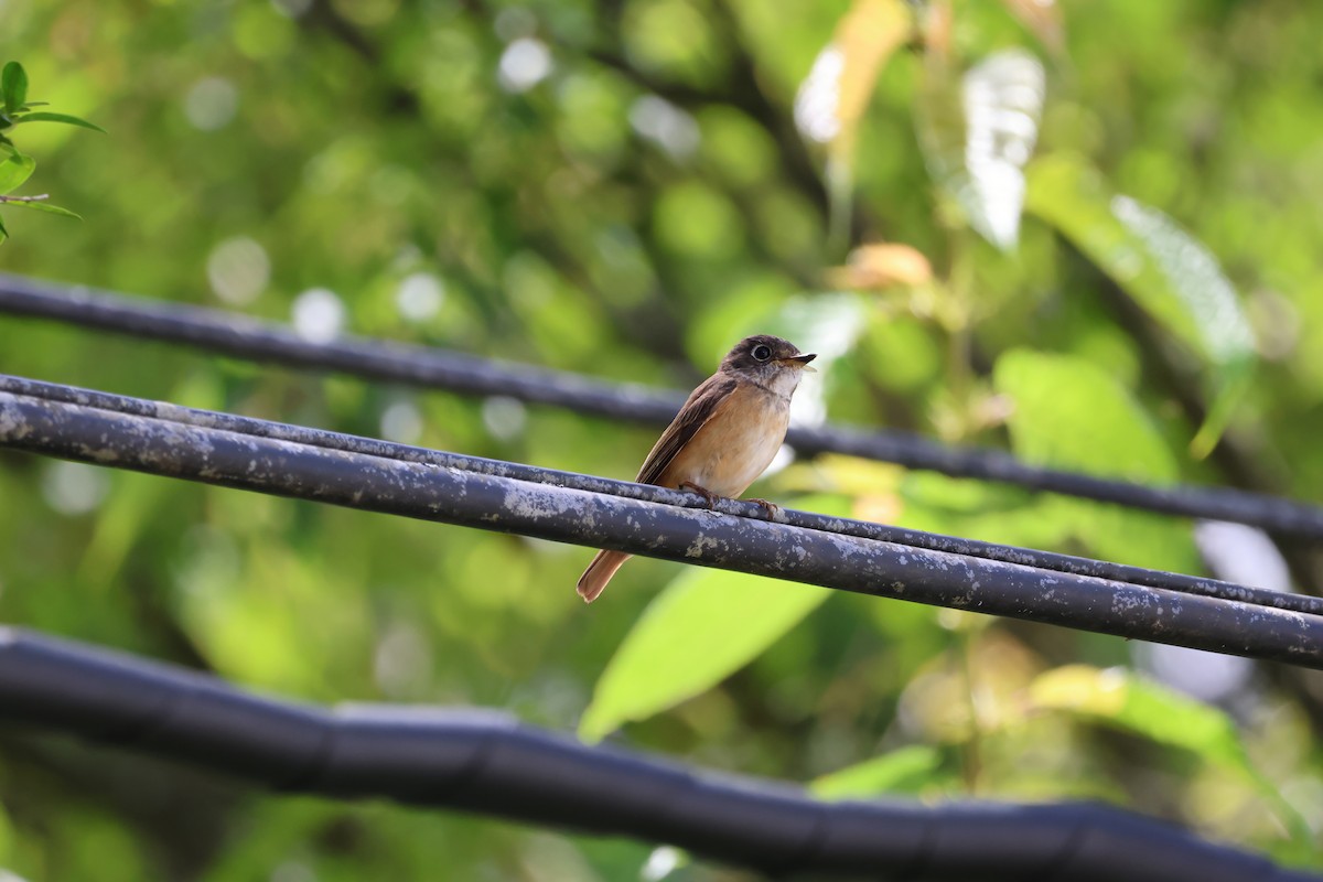 Ferruginous Flycatcher - ML621803110