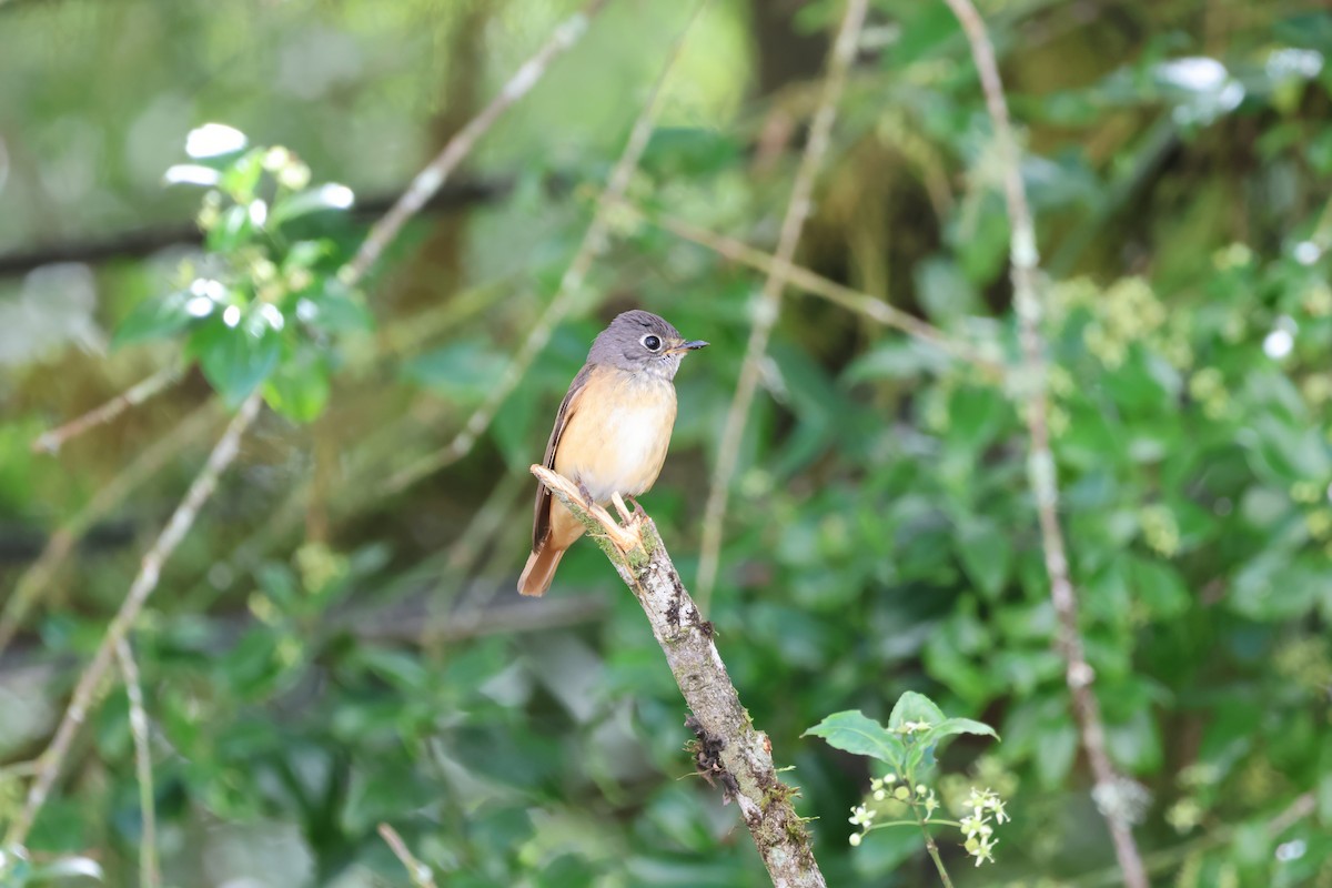 Ferruginous Flycatcher - ML621803111