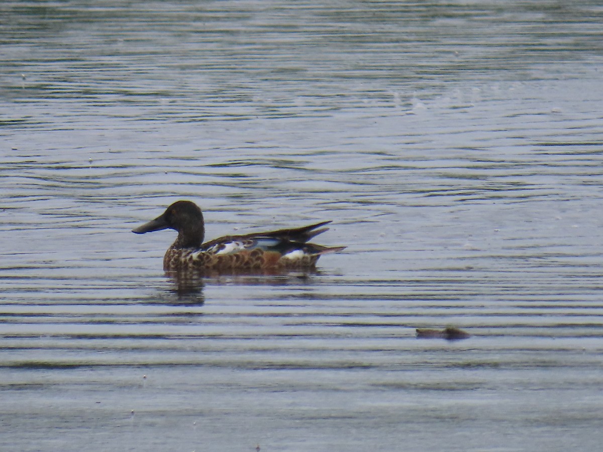 Northern Shoveler - ML621803122