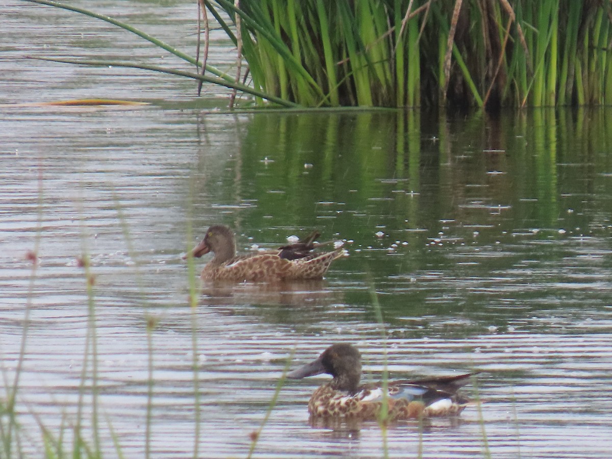 Northern Shoveler - ML621803123