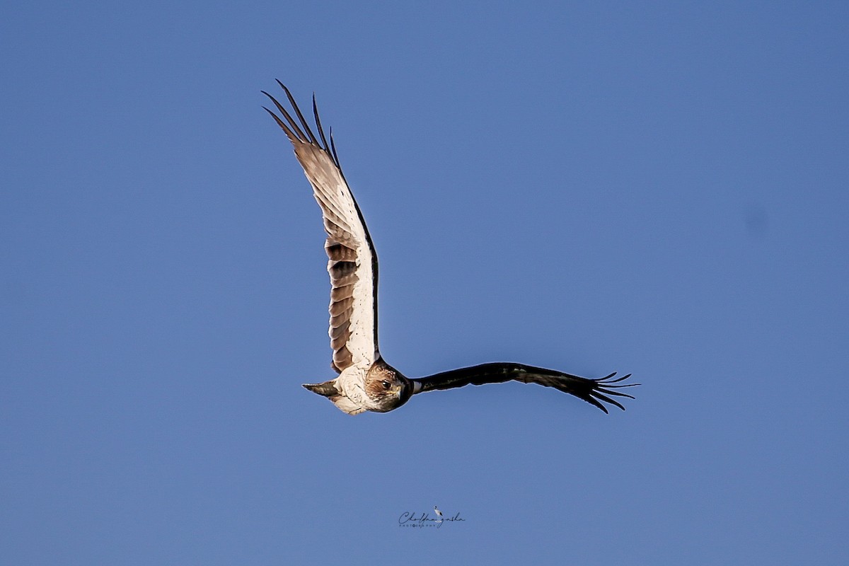 Booted Eagle - ML621803157