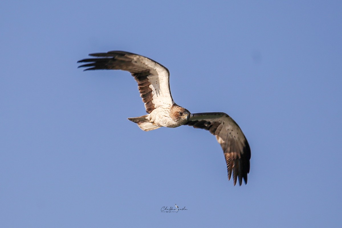 Booted Eagle - ML621803158