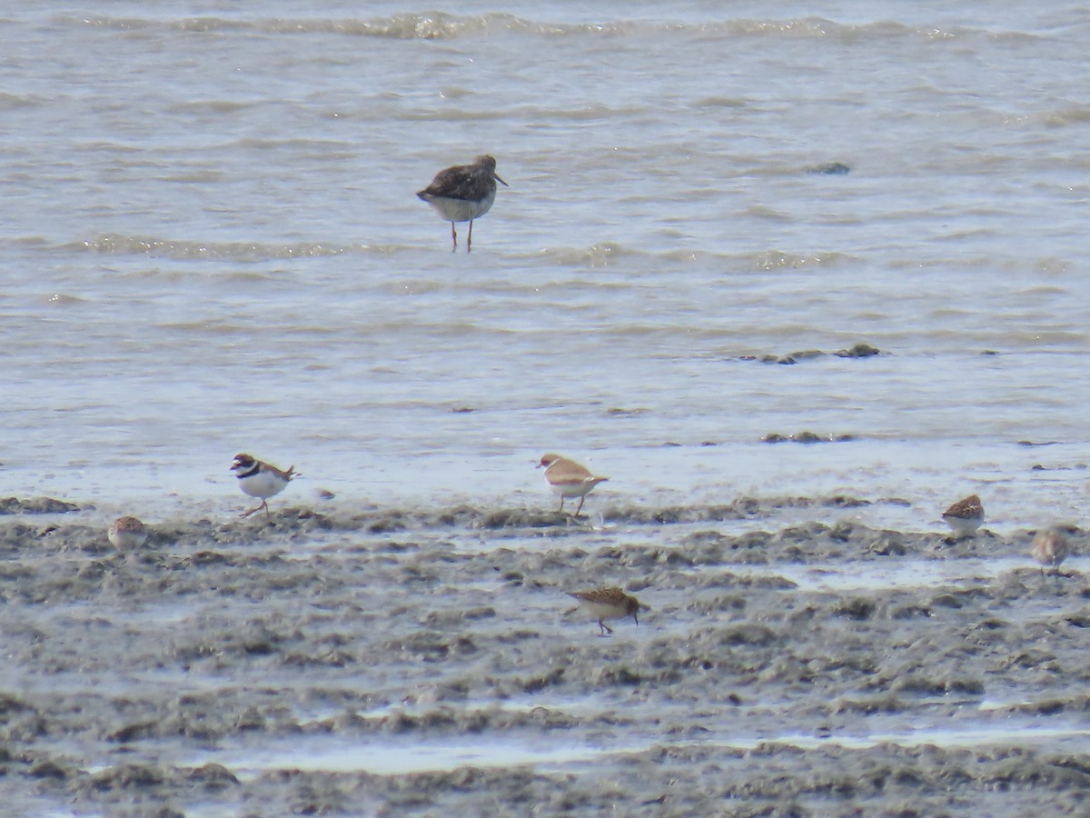 Semipalmated Plover - ML621803174