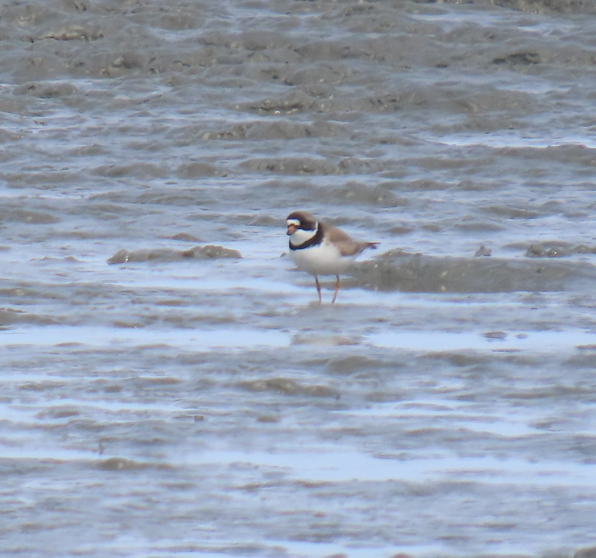 Semipalmated Plover - ML621803175